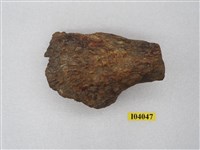 藏品(澎湖馬中指掌骨化石)的圖片